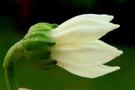  Calyx